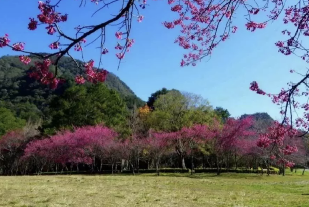 台灣櫻花地點 - 奧萬大森林遊樂區